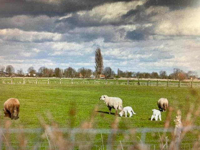 Schravenhoek Met Indoorzwembad En Sauna Veurne Buitenkant foto